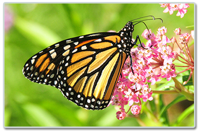 Orange and black Monarch butterfly sitting on pink flower.